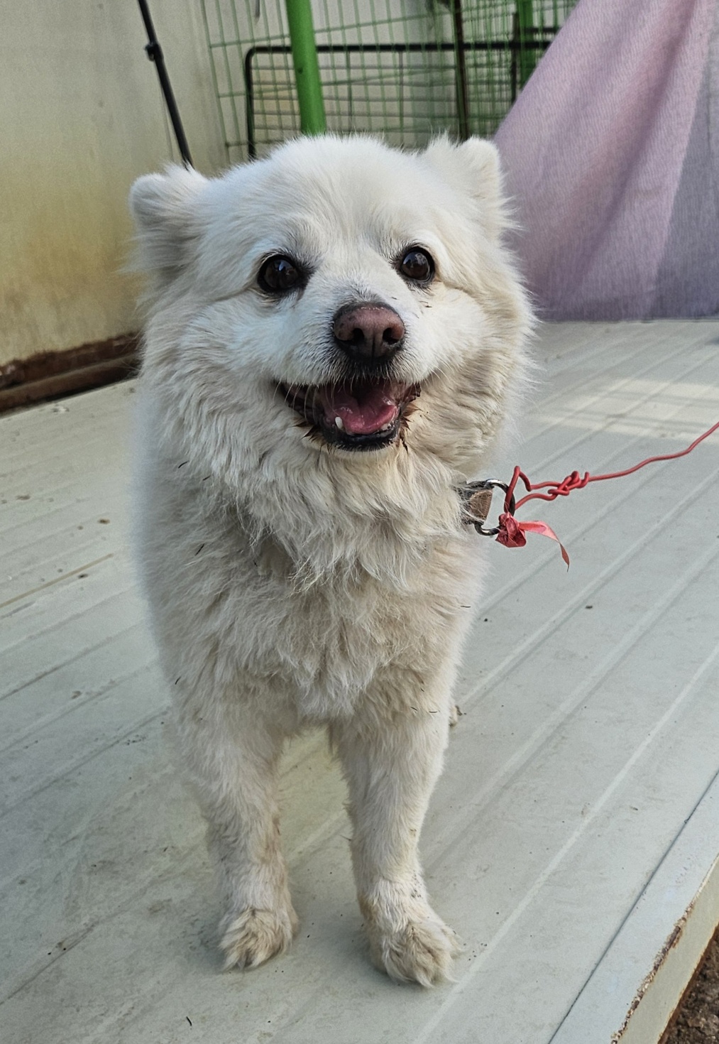 울산유기동물보호센터_431373202500397
